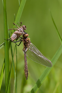 Cordulia aenea (Corduliidae)  - Cordulie bronzée - Downy Emerald Meuse [France] 07/05/2012 - 190m