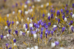 Crocus vernus (Iridaceae)  - Crocus de printemps, Crocus printanier, Crocus blanc - Spring Crocus Drome [France] 15/05/2012 - 1460m