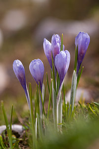 Crocus vernus (Iridaceae)  - Crocus de printemps, Crocus printanier, Crocus blanc - Spring Crocus Drome [France] 15/05/2012 - 1470m