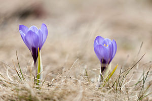 Crocus vernus (Iridaceae)  - Crocus de printemps, Crocus printanier, Crocus blanc - Spring Crocus Drome [France] 15/05/2012 - 1500m