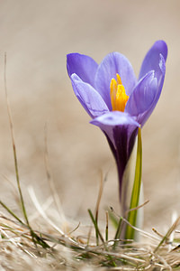 Crocus vernus (Iridaceae)  - Crocus de printemps, Crocus printanier, Crocus blanc - Spring Crocus Drome [France] 15/05/2012 - 1500m