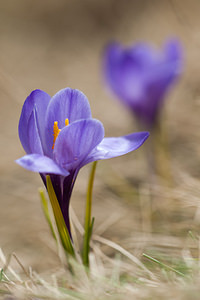 Crocus vernus (Iridaceae)  - Crocus de printemps, Crocus printanier, Crocus blanc - Spring Crocus Drome [France] 15/05/2012 - 1500m