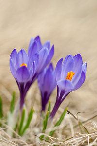 Crocus vernus (Iridaceae)  - Crocus de printemps, Crocus printanier, Crocus blanc - Spring Crocus Drome [France] 15/05/2012 - 1500m