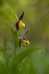 Cypripedium calceolus (Orchidaceae)  - Sabot-de-Vénus - Lady's-slipper Cote-d'Or [France] 19/05/2012 - 370m