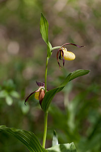 Cypripedium calceolus (Orchidaceae)  - Sabot-de-Vénus - Lady's-slipper Cote-d'Or [France] 19/05/2012 - 370m