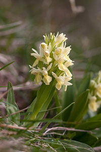 Dactylorhiza sambucina (Orchidaceae)  - Dactylorhize sureau, Orchis sureau Drome [France] 15/05/2012 - 1310m