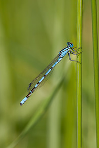 Enallagma cyathigerum (Coenagrionidae)  - Agrion porte-coupe - Common Blue Damselfly Ath [Belgique] 27/05/2012 - 20m