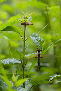 Epitheca bimaculata (Corduliidae)  - Épithèque bimaculée, Cordulie à deux taches Meuse [France] 07/05/2012 - 200m