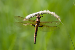 Epitheca bimaculata (Corduliidae)  - Épithèque bimaculée, Cordulie à deux taches Meuse [France] 07/05/2012 - 200m