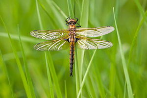 Epitheca bimaculata (Corduliidae)  - Épithèque bimaculée, Cordulie à deux taches Meuse [France] 07/05/2012 - 190m