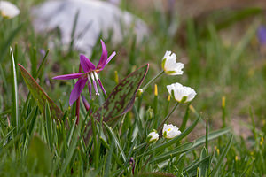 Erythronium dens-canis (Liliaceae)  - Érythrone dent-de-chien, Érythronium dent-de-chien, Dent-de-chien - Dog's-tooth-violet Drome [France] 15/05/2012 - 1460m