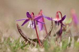 Erythronium dens-canis (Liliaceae)  - Érythrone dent-de-chien, Érythronium dent-de-chien, Dent-de-chien - Dog's-tooth-violet Drome [France] 15/05/2012 - 1460m