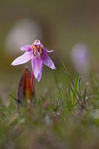 Erythronium dens-canis (Liliaceae)  - Érythrone dent-de-chien, Érythronium dent-de-chien, Dent-de-chien - Dog's-tooth-violet Drome [France] 15/05/2012 - 1460m