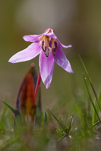 Erythronium dens-canis (Liliaceae)  - Érythrone dent-de-chien, Érythronium dent-de-chien, Dent-de-chien - Dog's-tooth-violet Drome [France] 15/05/2012 - 1460m