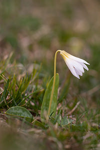 Erythronium dens-canis (Liliaceae)  - Érythrone dent-de-chien, Érythronium dent-de-chien, Dent-de-chien - Dog's-tooth-violet Drome [France] 15/05/2012 - 1480m