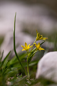 Gagea liottardii (Liliaceae)  - Gagée de Liottard, Gagée porte-fraise, Gagée fistuleuse Drome [France] 15/05/2012 - 1470m