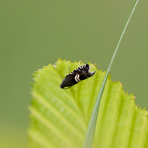 Grapholita internana (Tortricidae)  Drome [France] 18/05/2012 - 920m