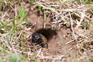 Gryllus campestris (Gryllidae)  - Grillon champêtre - Field Cricket Drome [France] 17/05/2012 - 960m