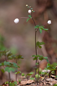 Isopyrum thalictroides (Ranunculaceae)  - Isopyre faux pigamon - Isopyrum Drome [France] 15/05/2012 - 1440m