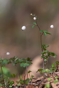 Isopyrum thalictroides (Ranunculaceae)  - Isopyre faux pigamon - Isopyrum Drome [France] 15/05/2012 - 1440m