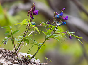 Lathyrus vernus (Fabaceae)  - Gesse printanière, Orobe printanier - Spring Pea Drome [France] 15/05/2012 - 1300m