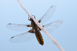 Libellula depressa (Libellulidae)  - Libellule déprimée - Broad-bodied Chaser Marne [France] 04/05/2012 - 90m