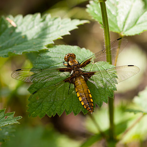 Libellula depressa (Libellulidae)  - Libellule déprimée - Broad-bodied Chaser Meuse [France] 07/05/2012 - 200m