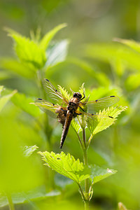 Libellula quadrimaculata (Libellulidae)  - Libellule quadrimaculée, Libellule à quatre taches - Four-spotted Chaser Meuse [France] 07/05/2012 - 200m