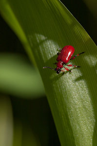 Lilioceris merdigera (Chrysomelidae)  - Criocère du muguet Cote-d'Or [France] 10/05/2012 - 390mLe d?couvreur de cette esp?ce l'ayant captur?e pour la premi?re fois, ne parvenait pas ? la rattacher correctement aux autres esp?ces connues ? l'?poque. 
Apr?s bien des recherches et des questions il s'?cria : 
