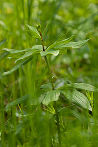 Lilium martagon (Liliaceae)  - Lis martagon, Lis de Catherine - Martagon Lily Cote-d'Or [France] 10/05/2012 - 580m