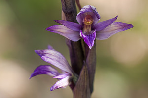 Limodorum abortivum (Orchidaceae)  - Limodore avorté, Limodore sans feuille, Limodore à feuilles avortées Drome [France] 16/05/2012 - 640m