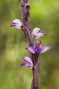 Limodorum abortivum (Orchidaceae)  - Limodore avorté, Limodore sans feuille, Limodore à feuilles avortées Drome [France] 16/05/2012 - 640m