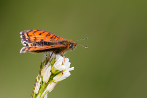 Melitaea parthenoides (Nymphalidae)  - Mélitée de la Lancéole, Mélitée des Scabieuses, Damier Parthénie Drome [France] 18/05/2012 - 920m