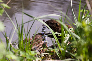 Myocastor coypus (Echimyidae)  - Ragondin - Nutria, Coypu Marne [France] 04/05/2012 - 80m