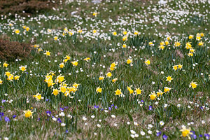 Narcissus pseudonarcissus (Amaryllidaceae)  - Narcisse faux narcisse, Jonquille des bois, Jonquille, Narcisse trompette Drome [France] 15/05/2012 - 1490m