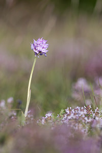 Neotinea tridentata (Orchidaceae)  - Néotinée tridentée, Orchis à trois dents, Orchis tridenté Drome [France] 16/05/2012 - 450m