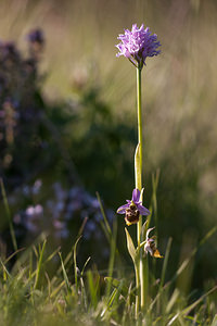 Neotinea tridentata (Orchidaceae)  - Néotinée tridentée, Orchis à trois dents, Orchis tridenté Drome [France] 16/05/2012 - 450m