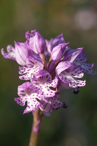 Neotinea tridentata (Orchidaceae)  - Néotinée tridentée, Orchis à trois dents, Orchis tridenté Drome [France] 16/05/2012 - 450m