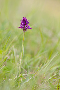 Neotinea tridentata (Orchidaceae)  - Néotinée tridentée, Orchis à trois dents, Orchis tridenté Drome [France] 17/05/2012 - 920m