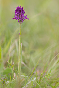 Neotinea tridentata (Orchidaceae)  - Néotinée tridentée, Orchis à trois dents, Orchis tridenté Drome [France] 17/05/2012 - 920m