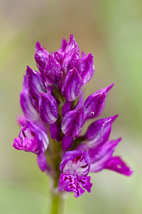 Neotinea tridentata (Orchidaceae)  - Néotinée tridentée, Orchis à trois dents, Orchis tridenté Drome [France] 17/05/2012 - 920m