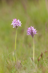 Neotinea tridentata (Orchidaceae)  - Néotinée tridentée, Orchis à trois dents, Orchis tridenté Drome [France] 18/05/2012 - 920m