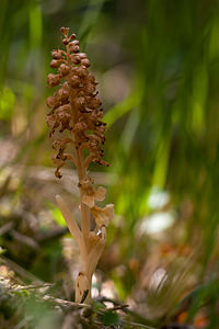 Neottia nidus-avis (Orchidaceae)  - Néottie nid-d'oiseau, Herbe aux vers - Bird's-nest Orchid Drome [France] 13/05/2012 - 630m