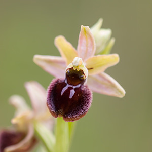 Ophrys aranifera (Orchidaceae)  - Ophrys araignée, Oiseau-coquet - Early Spider-orchid Meuse [France] 07/05/2012 - 330m