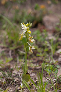 Ophrys saratoi (Orchidaceae)  - Ophrys de Sarato, Ophrys de la Drôme Drome [France] 16/05/2012 - 620m