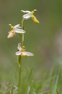 Ophrys saratoi (Orchidaceae)  - Ophrys de Sarato, Ophrys de la Drôme Drome [France] 16/05/2012 - 620m