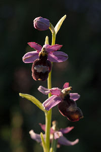 Ophrys saratoi (Orchidaceae)  - Ophrys de Sarato, Ophrys de la Drôme Drome [France] 16/05/2012 - 450m