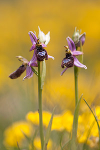 Ophrys saratoi (Orchidaceae)  - Ophrys de Sarato, Ophrys de la Drôme Drome [France] 17/05/2012 - 960m