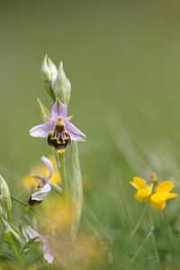 Ophrys vetula (Orchidaceae)  - Ophrys vieux Drome [France] 16/05/2012 - 620m