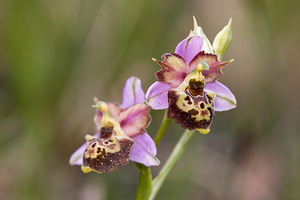 Ophrys vetula (Orchidaceae)  - Ophrys vieux Drome [France] 16/05/2012 - 700m